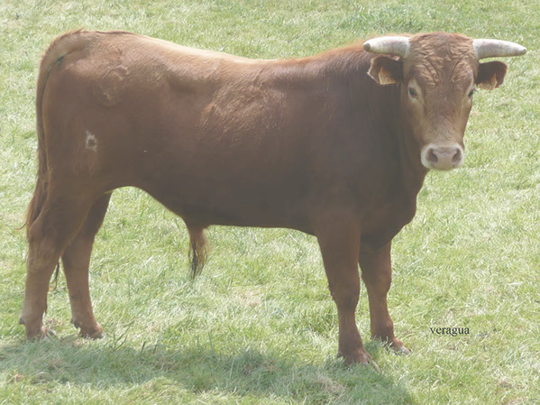 Carne de Res